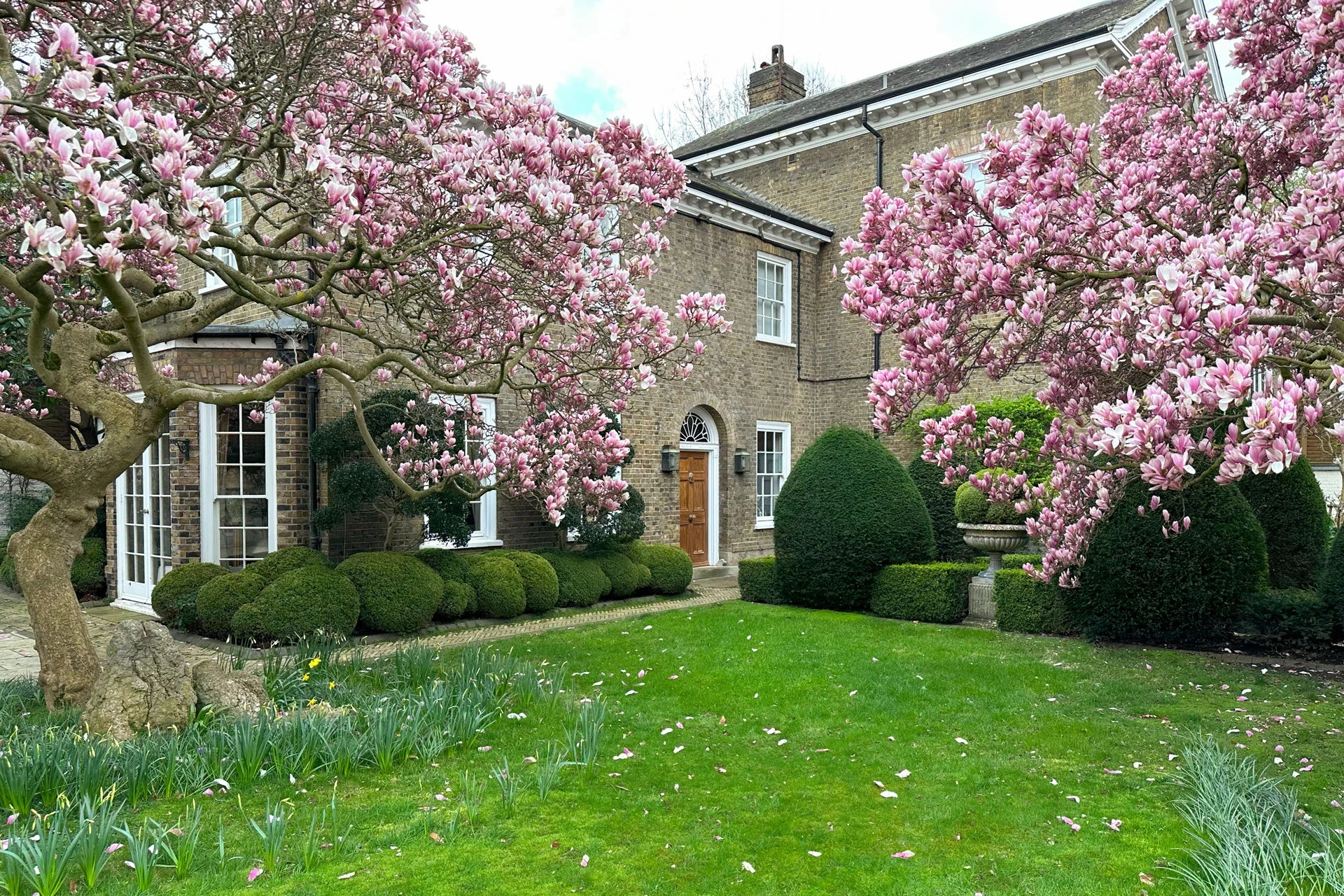 Magnolia 'Mercury' tree in a backyard, surrounded by lush green lawn and set against the backdrop of a modern house.
