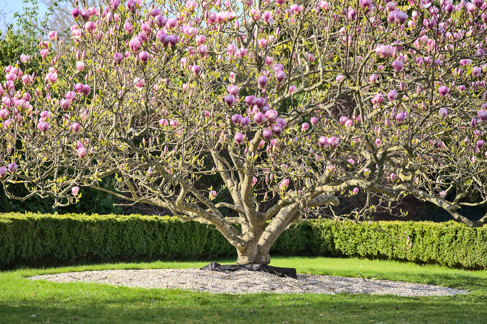 Magnolia soulangeana (Saucer Magnolia) tree in full bloom within a park, featuring clusters of white-pink leaves and a lush backdrop.
