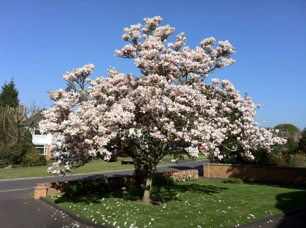 Mature Magnolia soulangeana (Saucer Magnolia) tree in a park setting, adorned with beautiful white-pink leaves against a clear sky.
