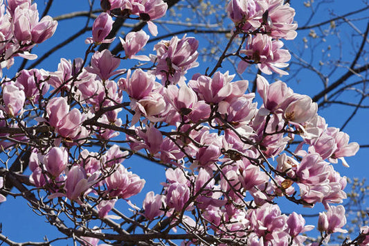 Close-up of Magnolia soulangeana (Saucer Magnolia) leaves, showcasing their unique pinky white colour and glossy texture.
