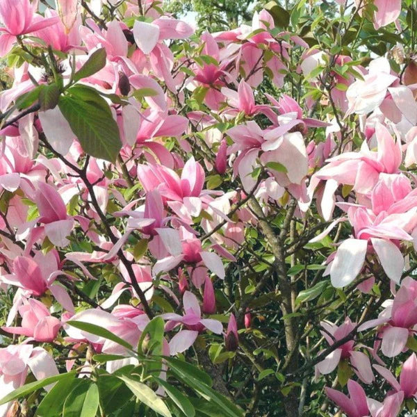 Close-up of Magnolia 'Star Wars' flowers, highlighting their striking pink blooms and the texture of the petals.
