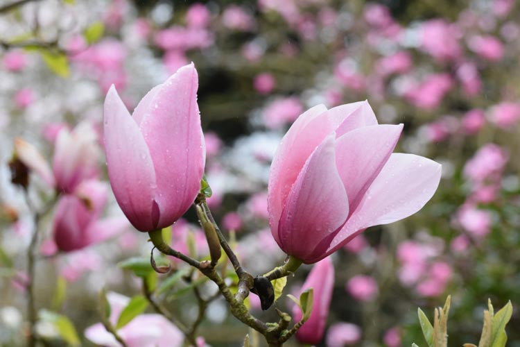 Close-up of Magnolia 'Star Wars' flowers in bloom, showcasing their vibrant pink petals and intricate structure.