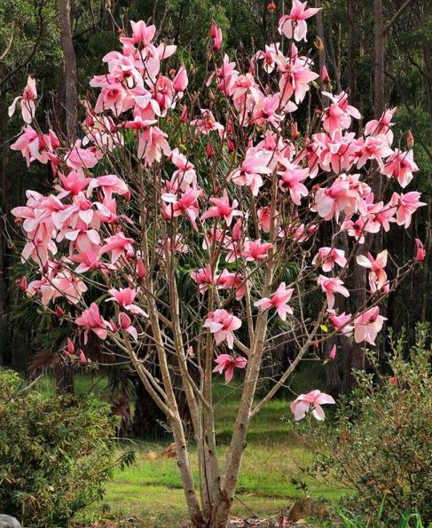 Magnolia 'Star Wars' tree planted in a garden setting, with a blurred background that highlights the tree's elegant form.
