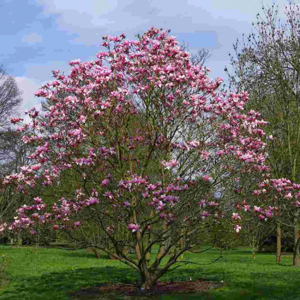 Mature Magnolia 'Star Wars' tree in a park setting, adorned with soft pink flowers and lush green foliage, creating a stunning visual display.
