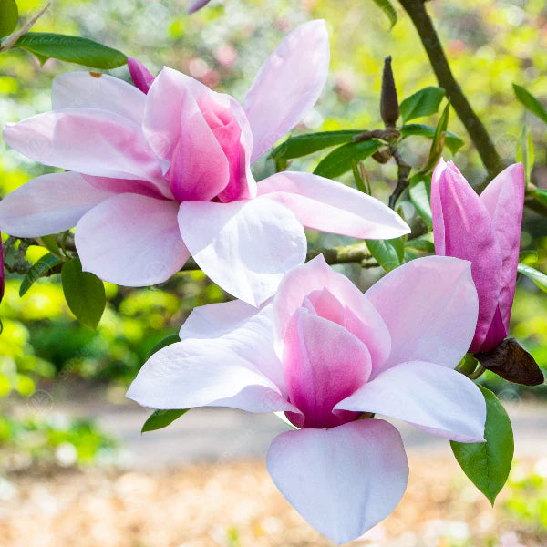 Close-up of Magnolia 'Star Wars' featuring beautiful pink flowers in full bloom, displaying their star-like shape and delicate details.
