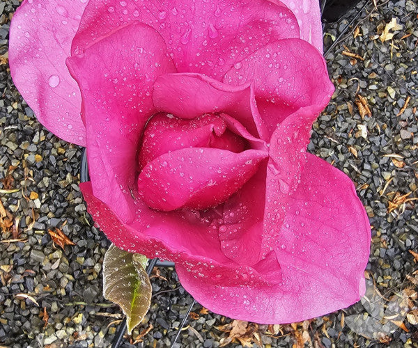 Close-up of Magnolia 'Vulcan' (Vulcan Magnolia) featuring a fully open pink flower on the tree with detailed petal structure.
