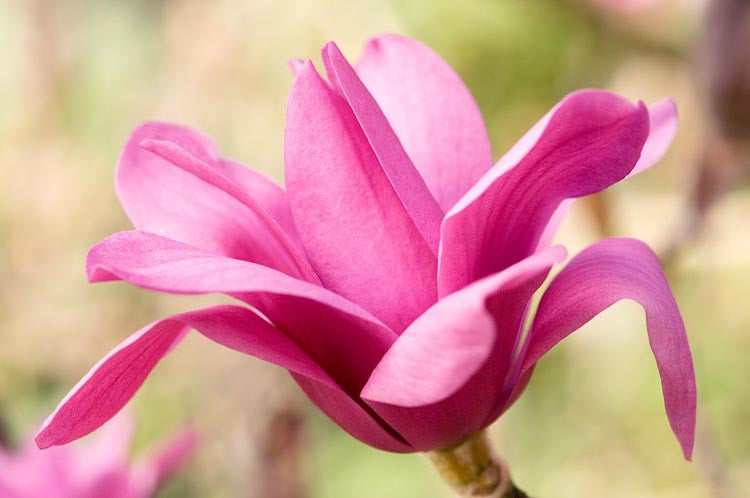 Close-up of Magnolia 'Vulcan' (Vulcan Magnolia) with an open pink flower on the tree, showcasing its deep colour and petal texture.
