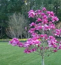 Magnolia 'Vulcan' (Vulcan Magnolia) tree planted with well-manicured lawns in a rural setting, adding elegance to the landscape.
