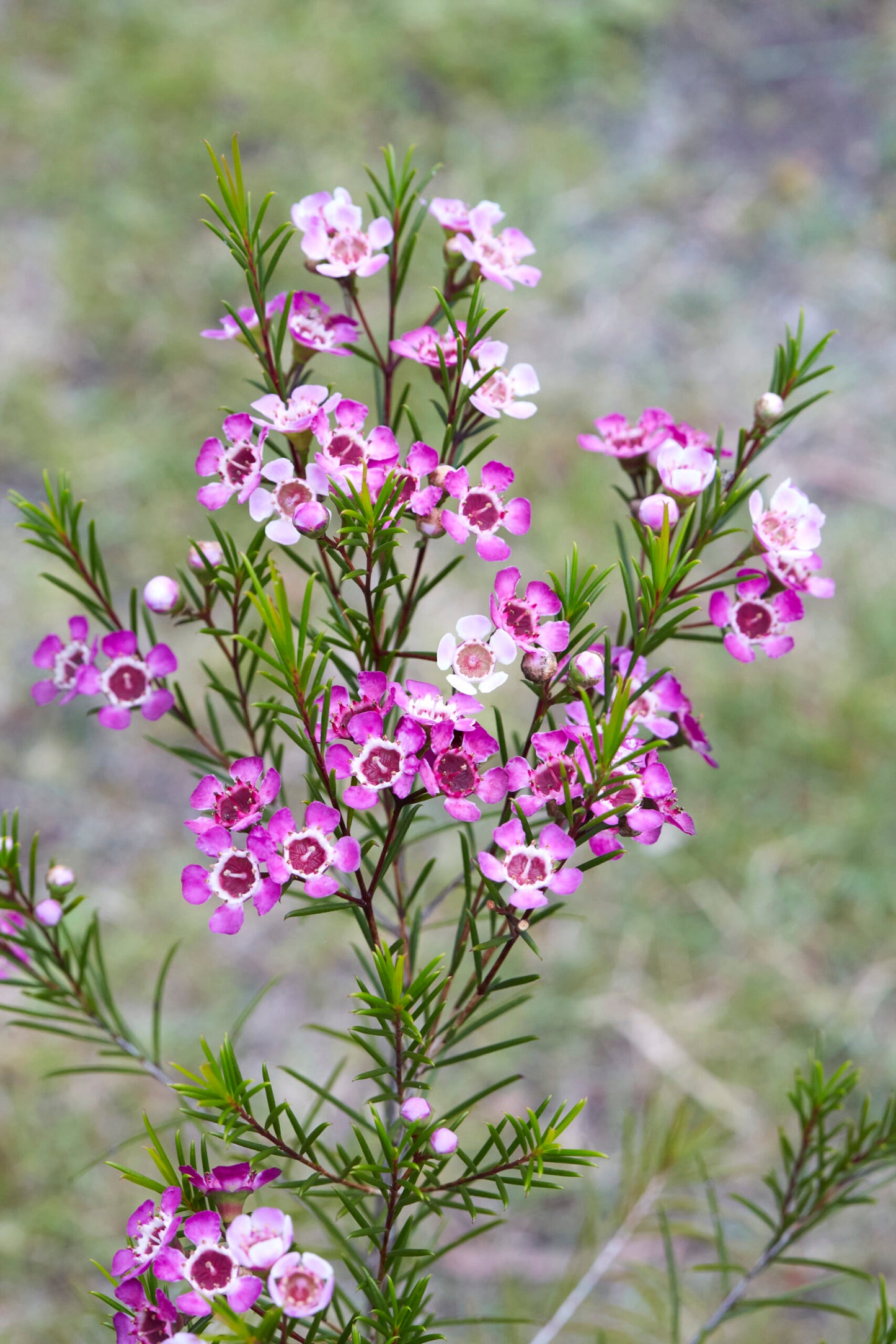 Chamelaucium Uncinatum (Geraldton Wax)