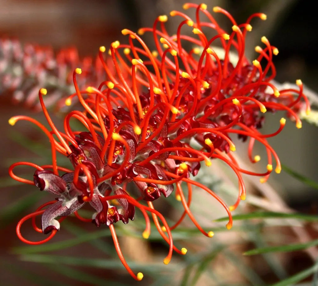 Grevillea 'Blood Orange'