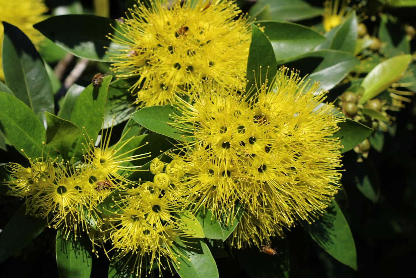 Xanthostemon chrysanthus (Golden Penda)