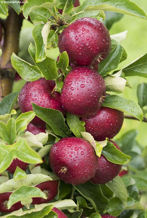 Close-up of Red Delicious apples with deep red skin hanging on a tree branch surrounded by glossy green foliage.