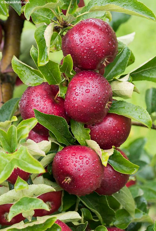 Close-up of Red Delicious apples with deep red skin hanging on a tree branch surrounded by glossy green foliage.