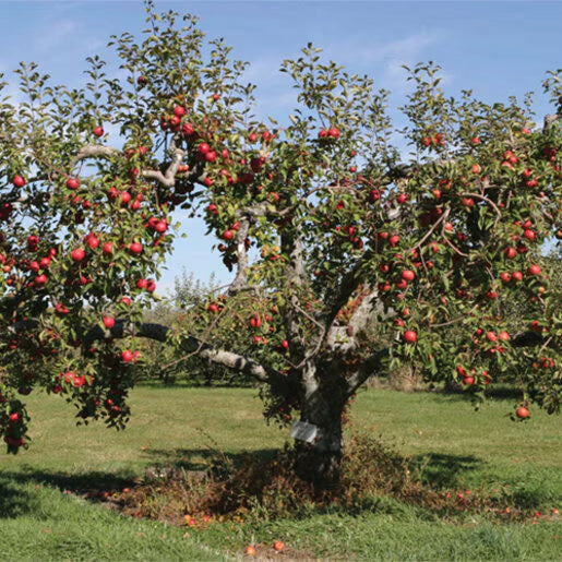 Mature Red Delicious Apple tree laden with vibrant red apples and dense, dark green leaves in an orchard setting.