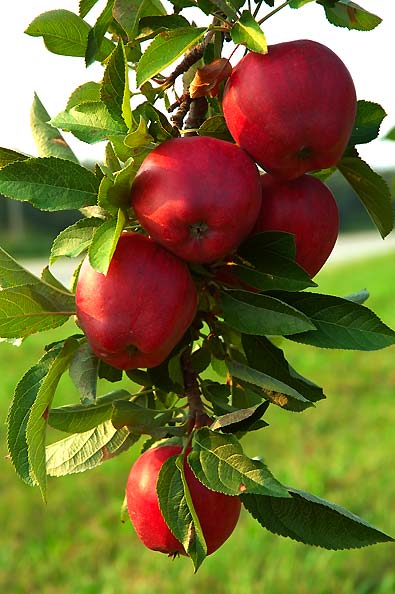 Cluster of Red Delicious apples ripening on a branch, showcasing their rich red colour against lush green leaves.