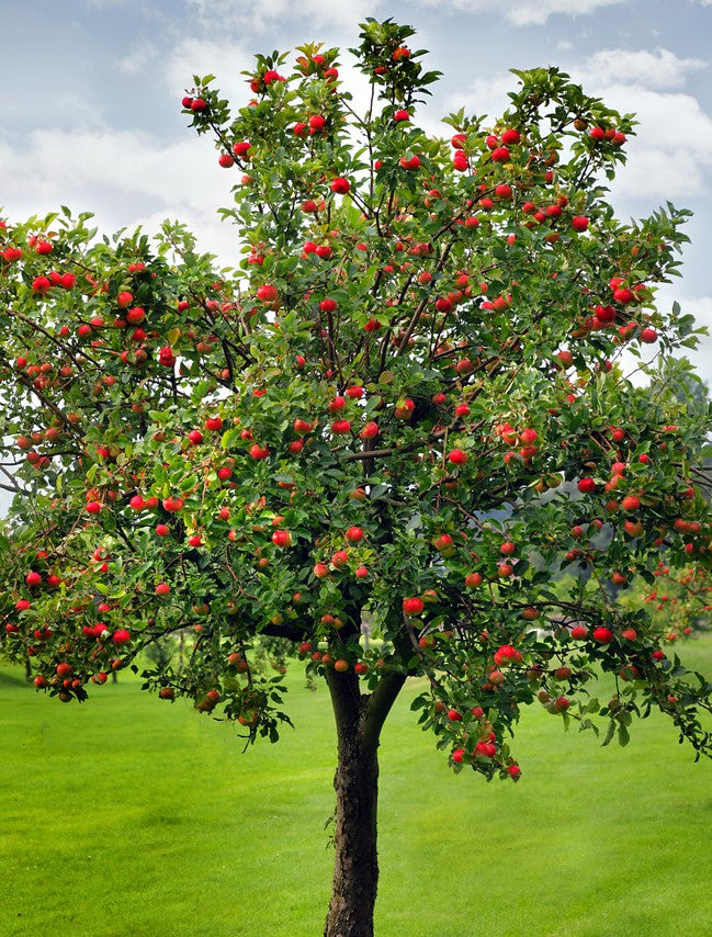 Mature Red Fuji Apple tree loaded with red-blushed apples in an orchard setting.