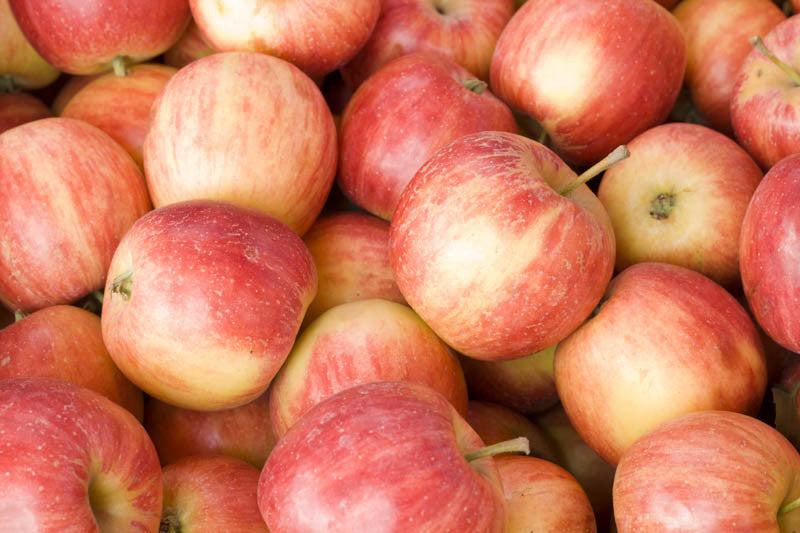 Freshly picked Red Fuji apples spread out on a wooden bench, showcasing their vibrant red colour.