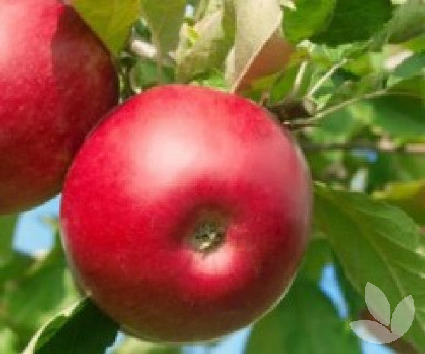 Close-up of a ripe Red Fuji apple on a tree branch with lush green leaves.