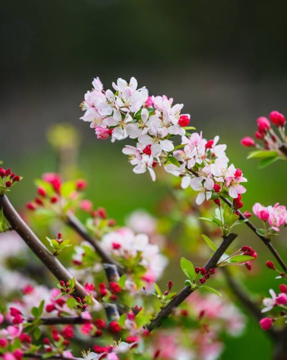 Close-up of Malus floribunda (Japanese Crab Apple) displaying delicate small white, pinky, and red flowers in full bloom.
