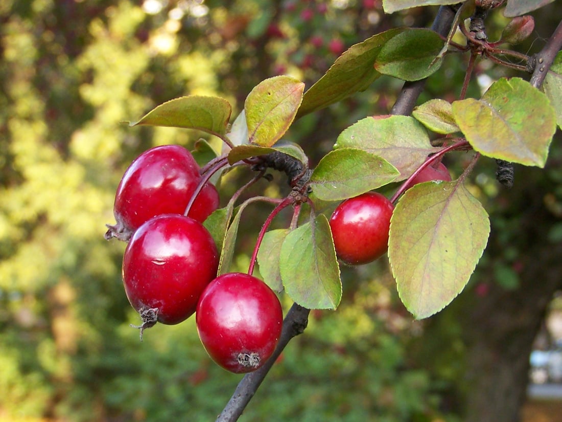 Close-up of Malus floribunda (Japanese Crab Apple) highlighting its green leaves and small ornamental fruit.
