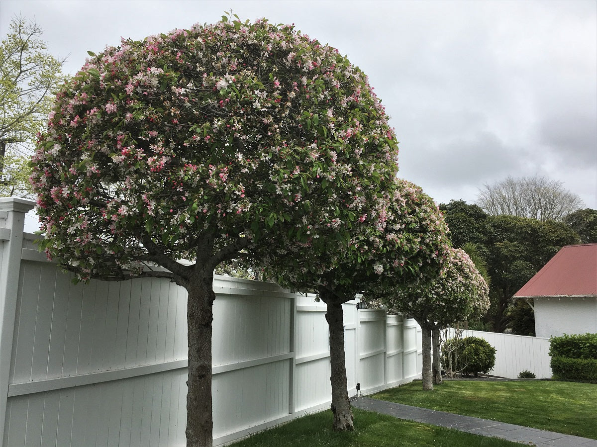 Shaped Malus floribunda (Japanese Crab Apple) tree in a backyard with manicured lawns and elegant white fencing.
