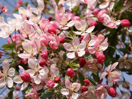 Close-up of Malus floribunda (Japanese Crab Apple) featuring delicate small white, pinky, and red blossoms.
