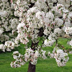 Close-up of Malus 'Gorgeous' (Gorgeous Crabapple) with vibrant white flowers against a lush grassy backdrop.