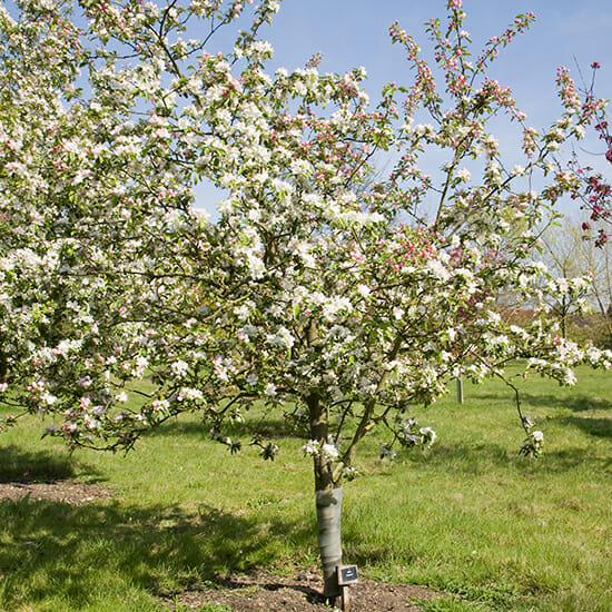 Small Malus 'Gorgeous' (Gorgeous Crabapple) trees with white flowers, set against a long grass backdrop.