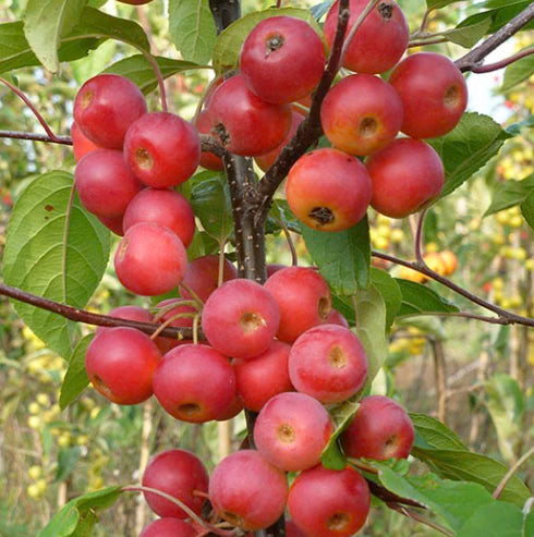 Close-up of Malus 'Gorgeous' (Gorgeous Crabapple) fruit, highlighting its small, ornamental crabapples.