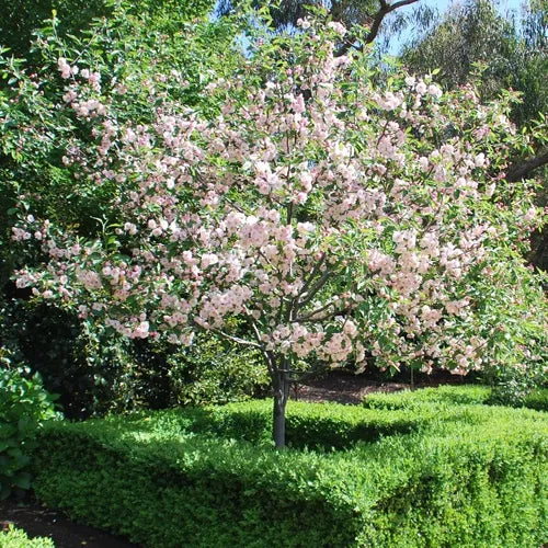 Young Malus ioensis 'Plena' (Double Flowered Crab Apple) tree in a beautiful garden setting, highlighting its lush foliage and blossoms.