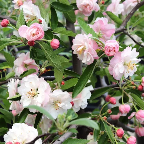 Close-up of Malus ioensis 'Plena' (Double Flowered Crab Apple) featuring its intricate pinky white double blooms.