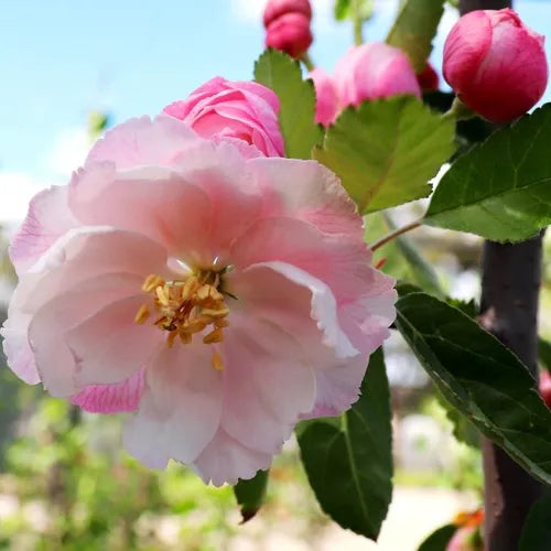 Close-up of Malus ioensis 'Plena' (Double Flowered Crab Apple) showcasing its delicate pinky white double flower.