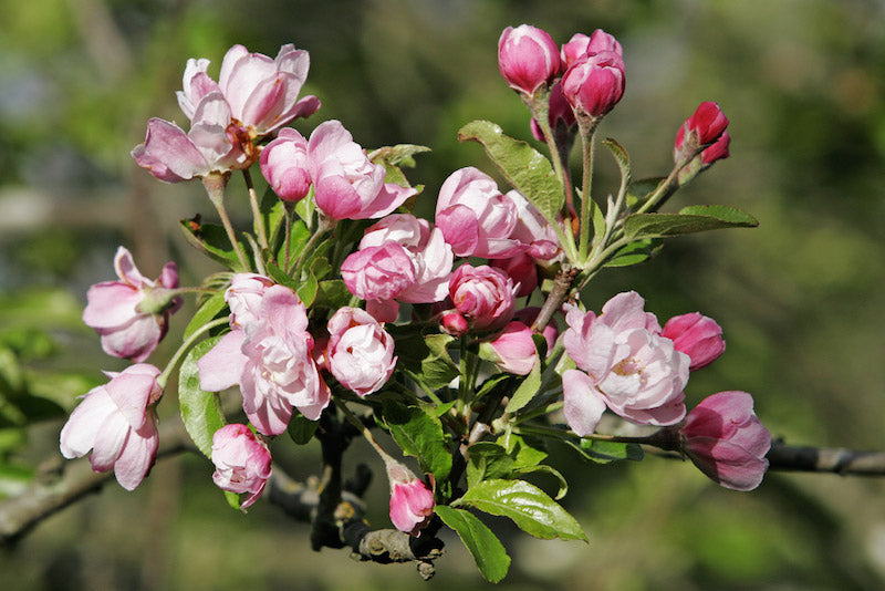 Close-up of Malus spectabilis (Chinese Flowering Crabapple) showcasing delicate pinky white flowers in full bloom.