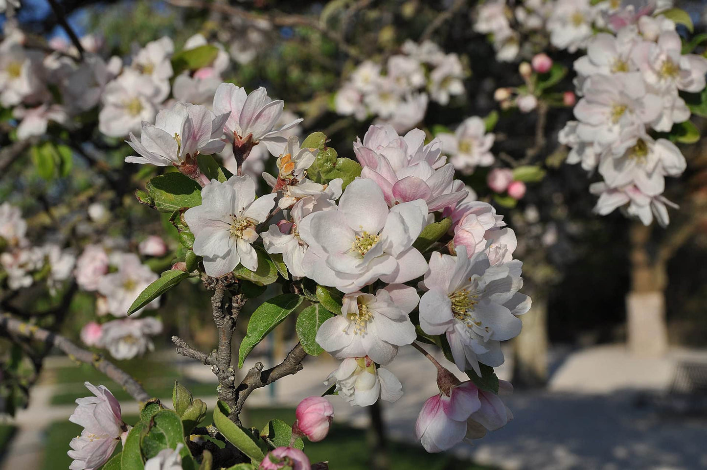 Detailed close-up of Malus spectabilis (Chinese Flowering Crabapple) displaying pure white flowers.