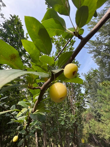 Close-up of Malus spectabilis (Chinese Flowering Crabapple) fruit, highlighting its small, ornamental crabapples.