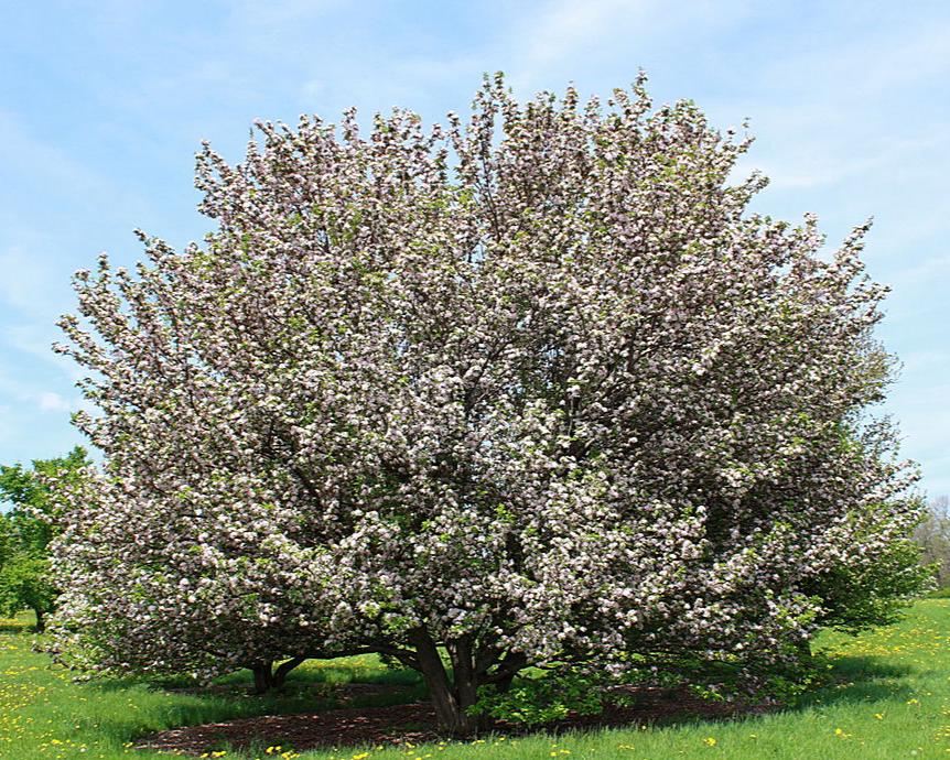 Mature Malus spectabilis (Chinese Flowering Crabapple) tree in a park setting, covered in beautiful blossoms.