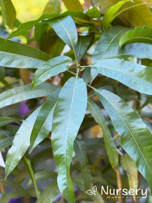 Close-up of Mangifera Indica 'Bowen' (Kensington Pride Mango) showcasing its glossy green leaves.