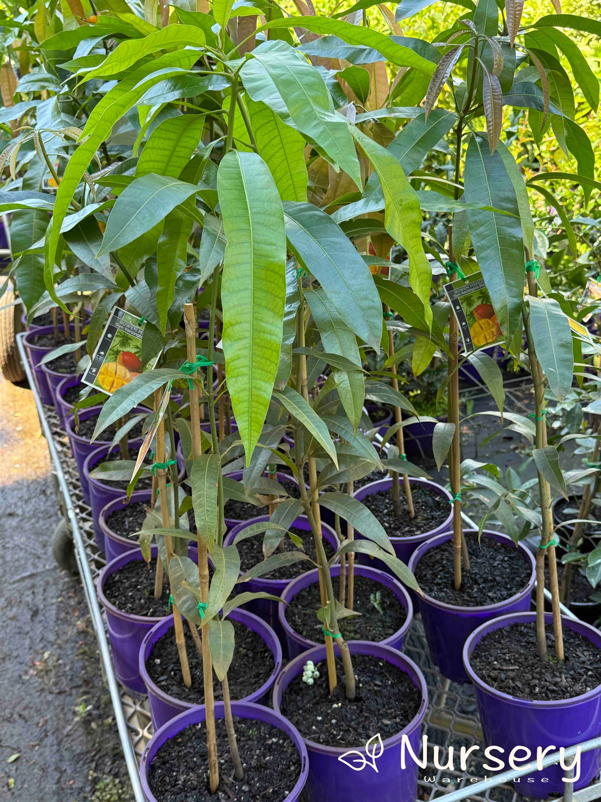 Tray full of Mangifera Indica 'Bowen' (Kensington Pride Mango) plants for sale, displaying vibrant green growth.