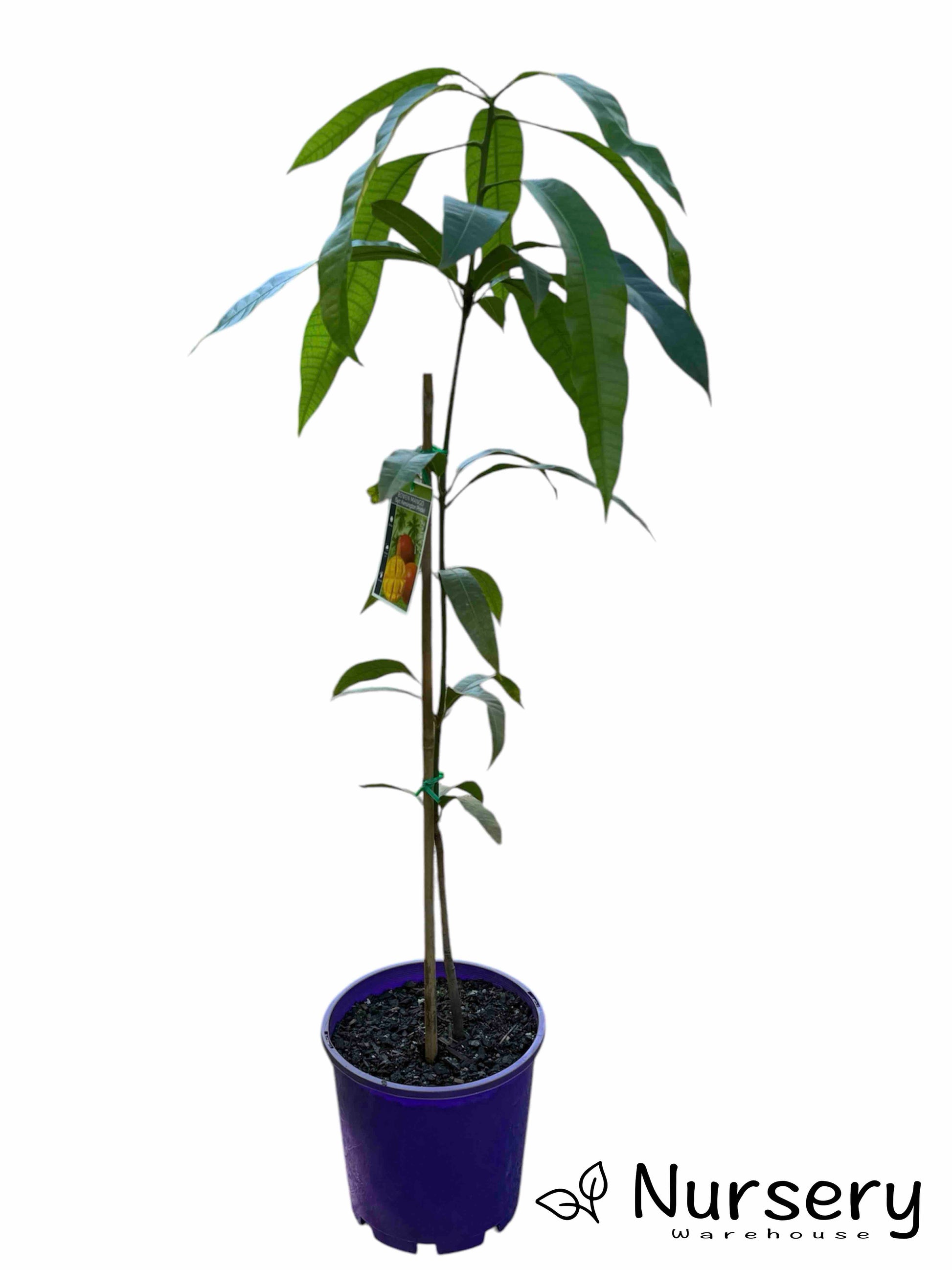 Mangifera Indica 'Bowen' (Kensington Pride Mango) plant in a pot, ready for sale, with healthy foliage.