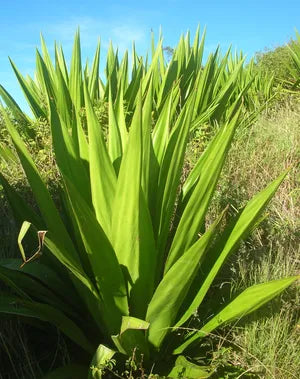 Furcraea Foetida (Mauritius Hemp)