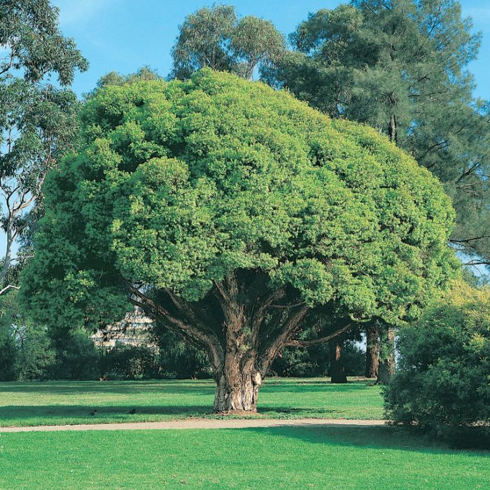 Melaleuca Styphelioides (Prickly Paperbark)