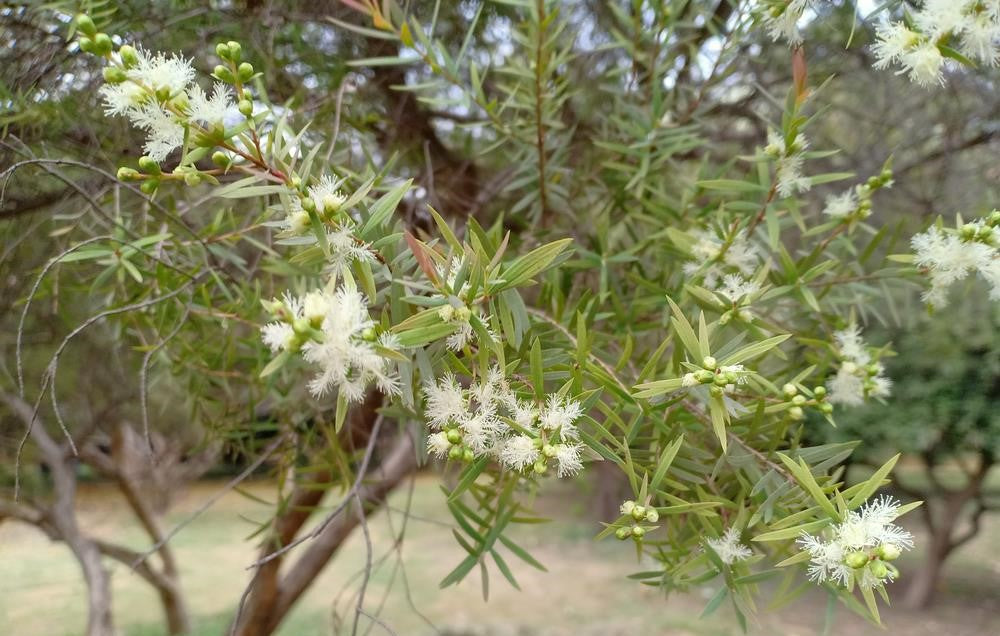 Melaleuca Ericifolia (Swamp Paperbark)