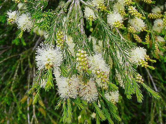 Melaleuca Ericifolia (Heath-leaved Paperbark)