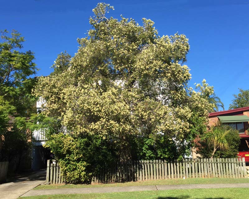 Melaleuca Quinquenervia (Broad-Leaved Paperbark)