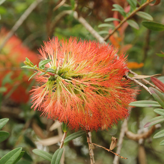 Melaleuca Hypericifolia (Hillock Bush)