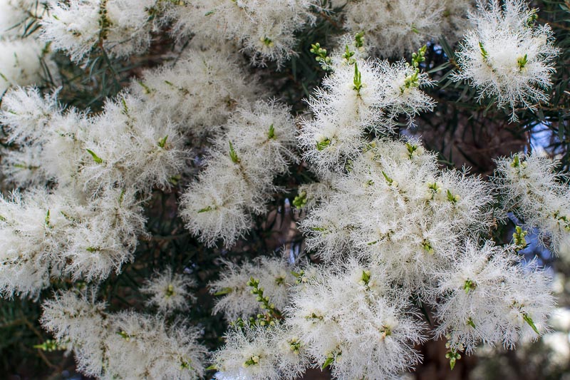 Melaleuca Hypericifolia (Ghost Paperbark)