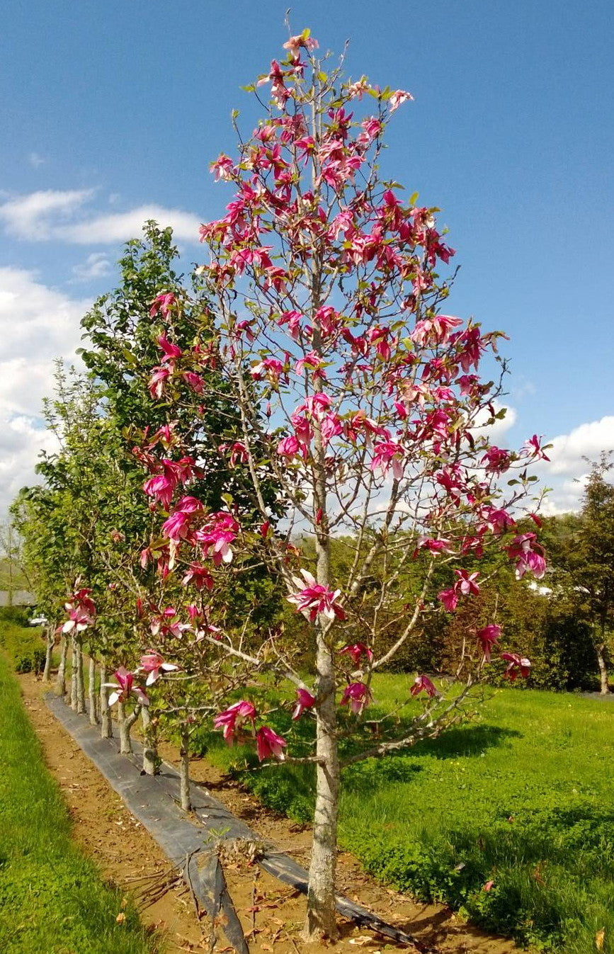 Magnolia ‘Mercury’