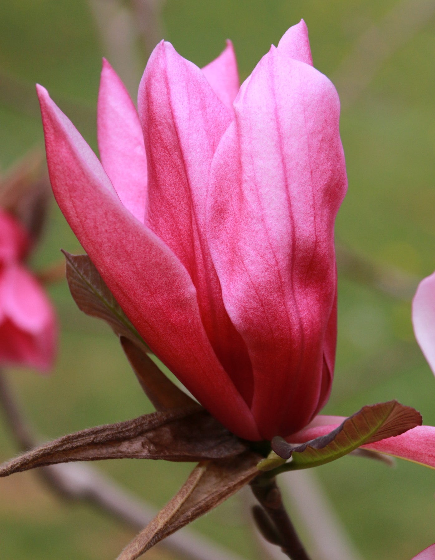 Magnolia ‘Mercury’