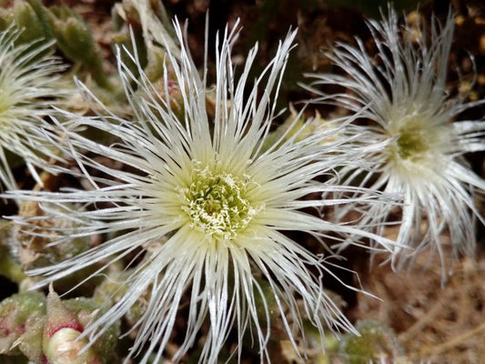 Mesembryanthemum crystallinum (White Sun)