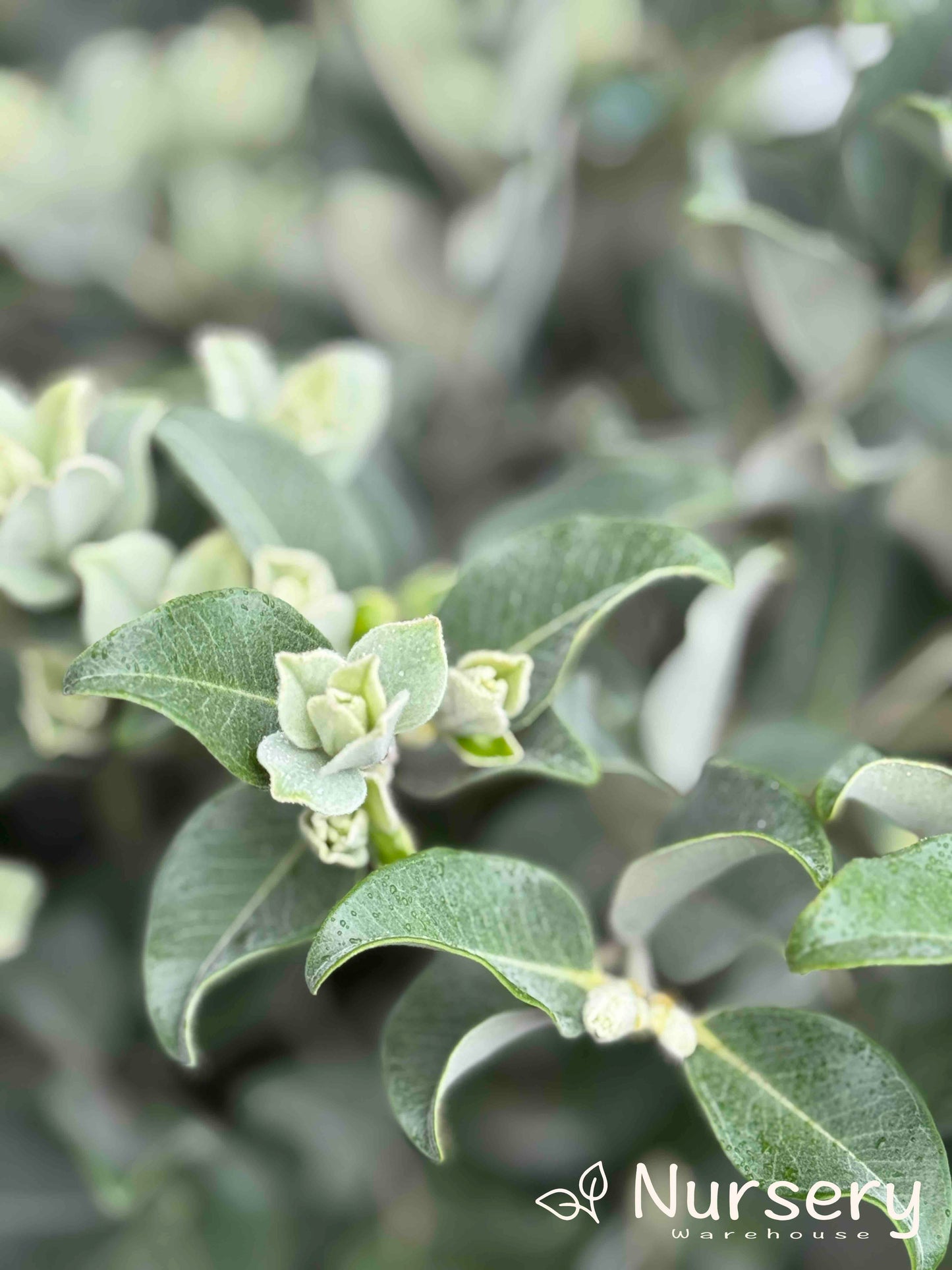 Metrosideros Thomasii (New Zealand Christmas Bush)